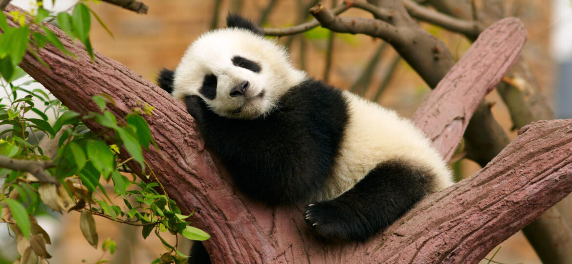 cute-panda