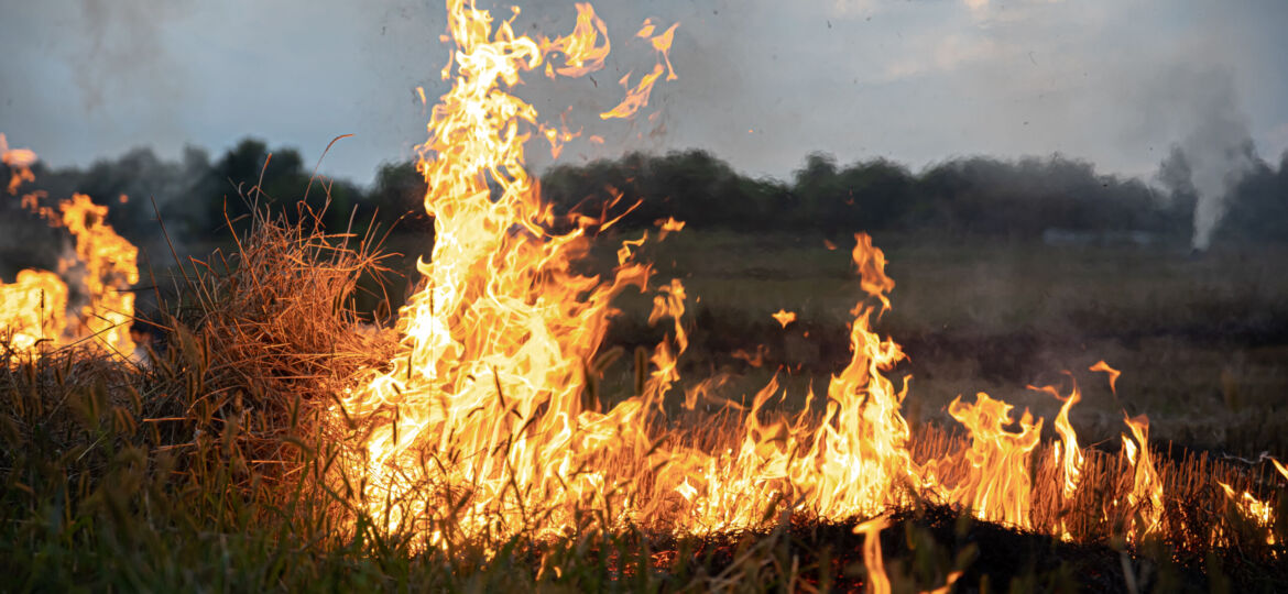 A fire burns in a field with dry grass.